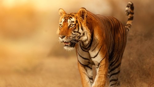 Wild Cats of India scene 1