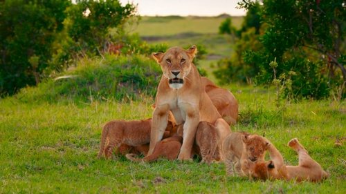 Brotherhood of Lions scene 5