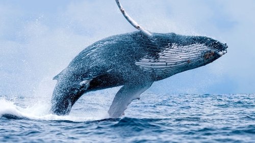 Wonders of the Ocean scene 1