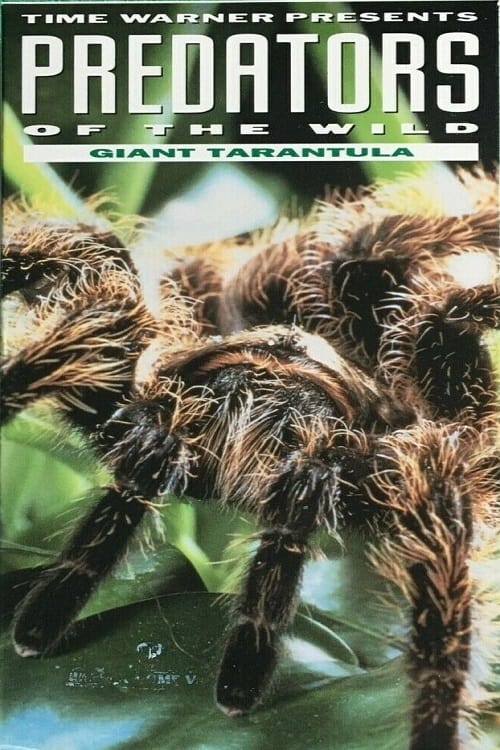 Poster for Predators of the Wild: Giant Tarantula