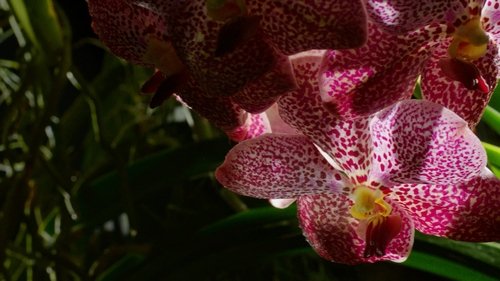 Kingdom of Plants scene 1