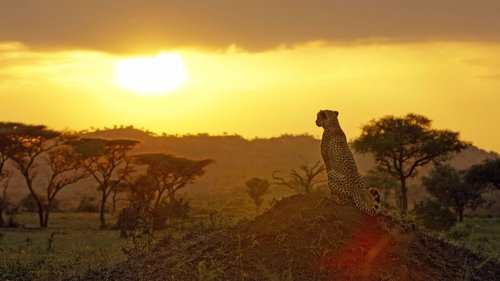 Serengeti scene 6