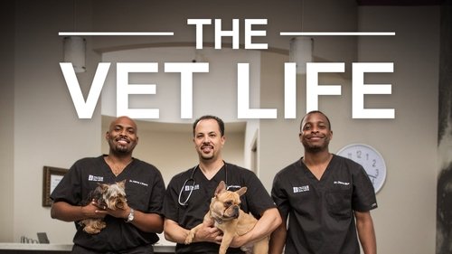 The Vet Life scene 5