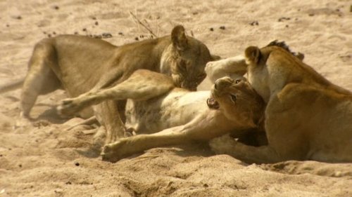 The Lions Rule scene 5