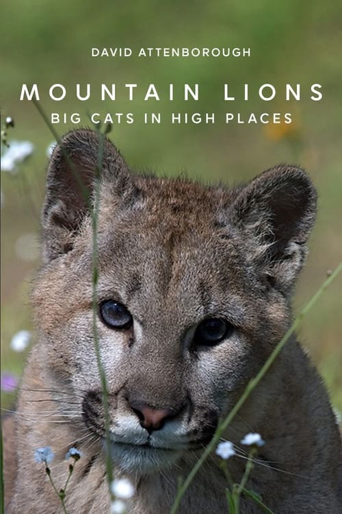 Poster for Mountain Lions: Big Cats in High Places