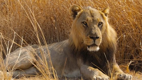 Big Cat Country scene 2