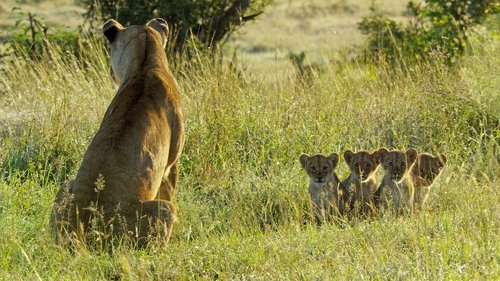 Serengeti scene 4