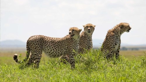 African Cats scene 1