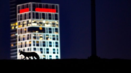 Cities: Nature's New Wild scene 1