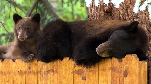 Cities: Nature's New Wild scene 8
