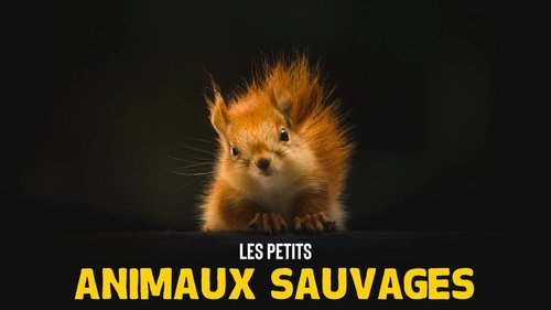 Les Petits Animaux Sauvages scene 2