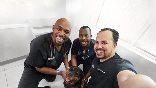 The Vet Life scene 1