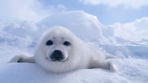 Wildest Arctic scene 1