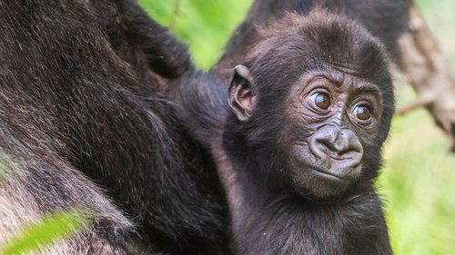 Baby Gorilla Cam scene 2