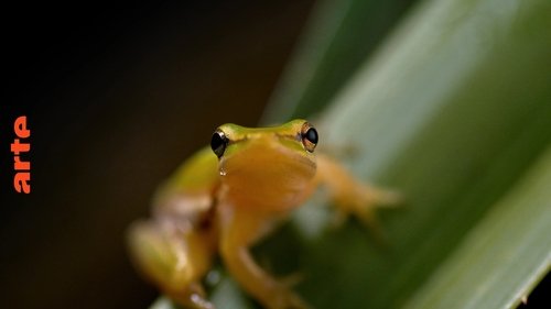 Australie : l'Odyssée Sauvage scene 1