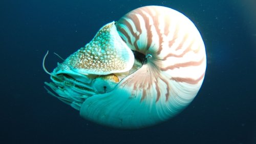 Wonders of the Ocean scene 5