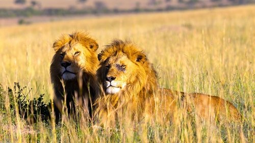 Brotherhood of Lions scene 4