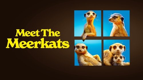 Meet The Meerkats scene 2