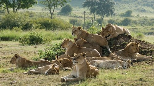 African Cats scene 3