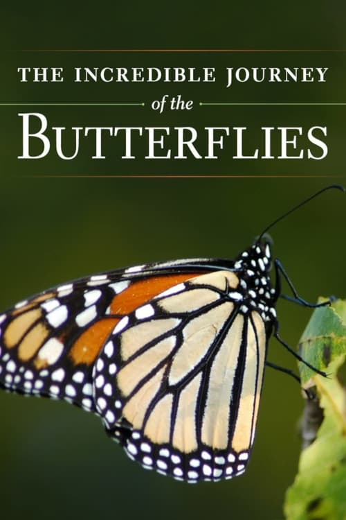 Poster for The Incredible Journey of the Butterflies