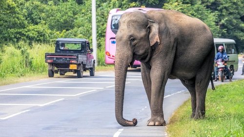 Cities: Nature's New Wild scene 4