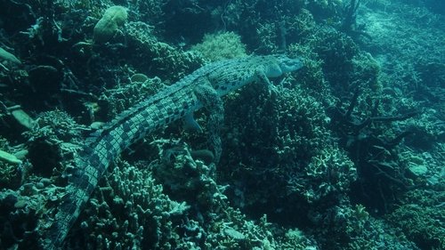 Wonders of the Ocean scene 4