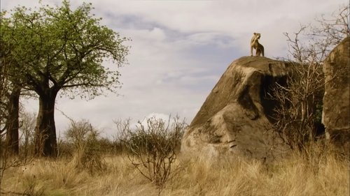 The Lions Rule scene 2