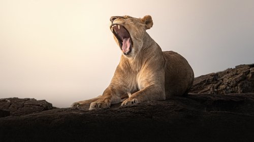 Lion Kingdom scene 1