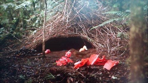 Animal Construction scene 1