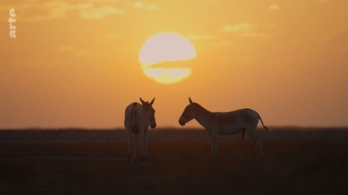 Destination Wild: India scene 6