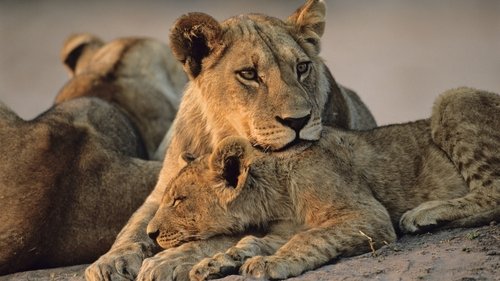 Big Cats, Small World scene 4