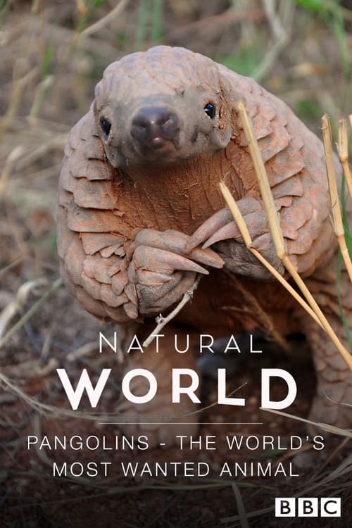 Poster for Pangolins: The World's Most Wanted Animal