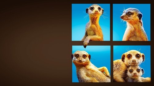 Meet The Meerkats scene 3