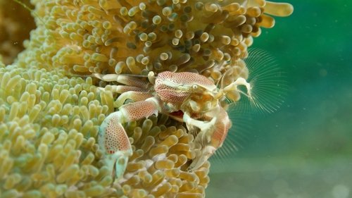 Wonders of the Ocean scene 2
