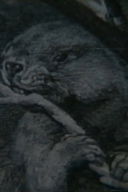 Beaver Report