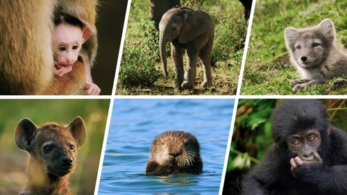 Animal Babies: First Year On Earth scene 3