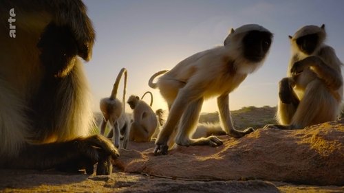 Destination Wild: India scene 5