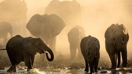 Life at the Waterhole scene 1