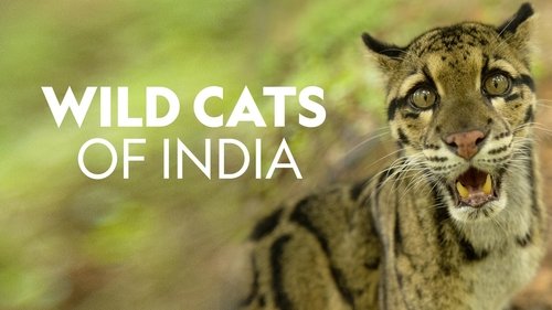 Wild Cats of India scene 3