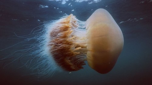 Wonders of the Ocean scene 7