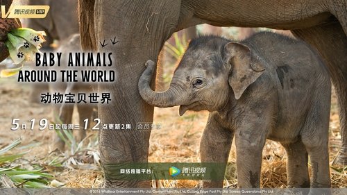 Baby Animals Around the World scene 1