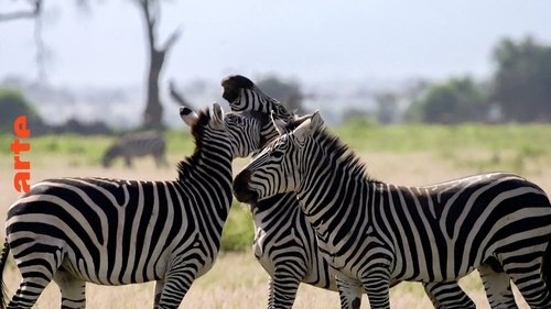 Animal Social Network scene 2