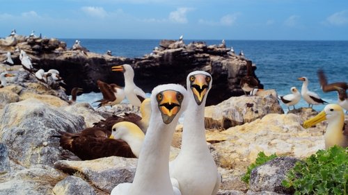 Galapagos 3D with David Attenborough scene 1