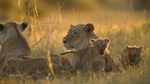 Big Cats, Small World scene 5