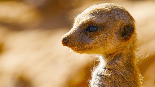Born in Africa scene 5