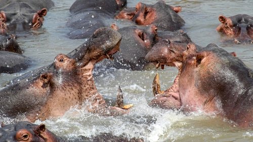 Africa's Deadliest scene 4