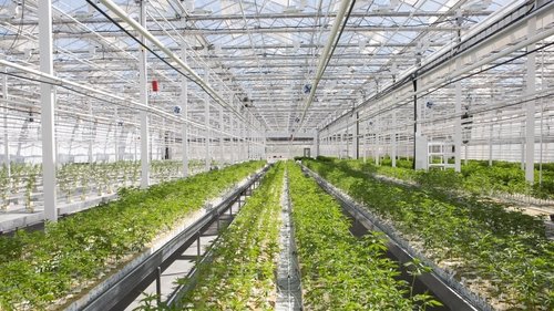 Pot Inc. scene 4