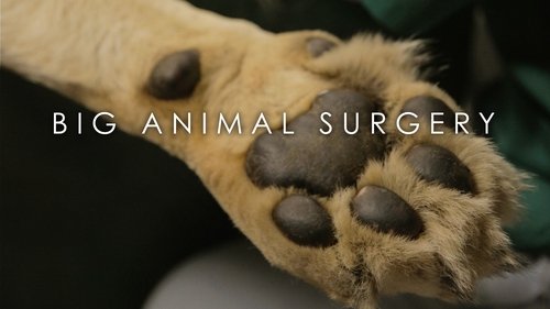 Big Animal Surgery scene 2