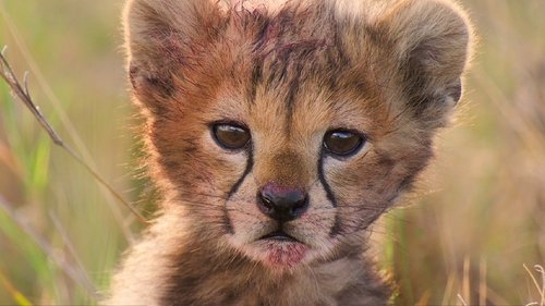 Born in Africa scene 2