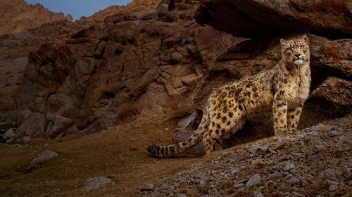 Wild Cats of India scene 4